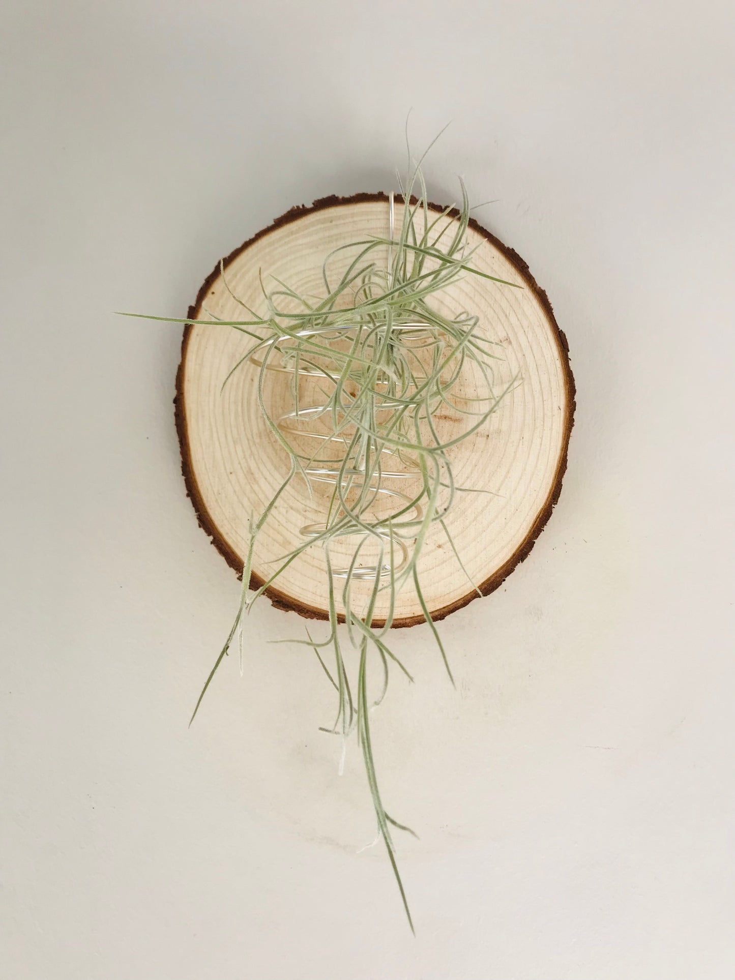 Tillandsia fille de l'air sur rond de bois mural
