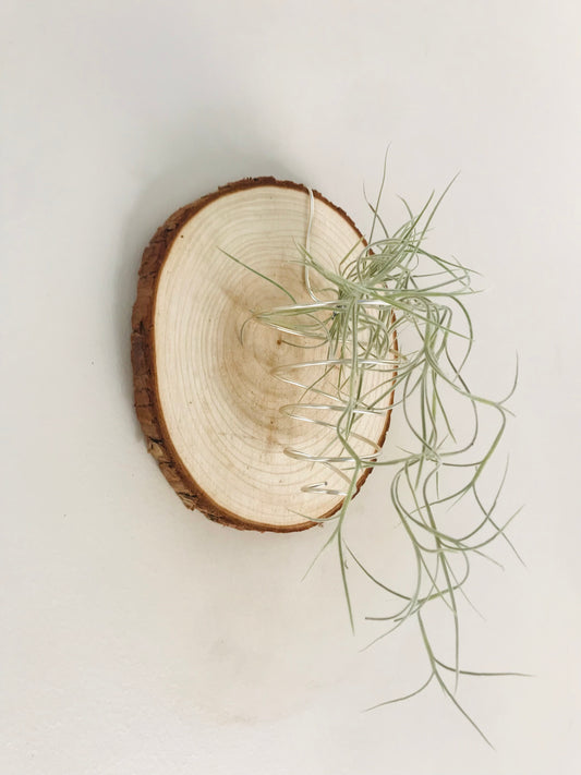 Tillandsia fille de l'air sur rond de bois mural