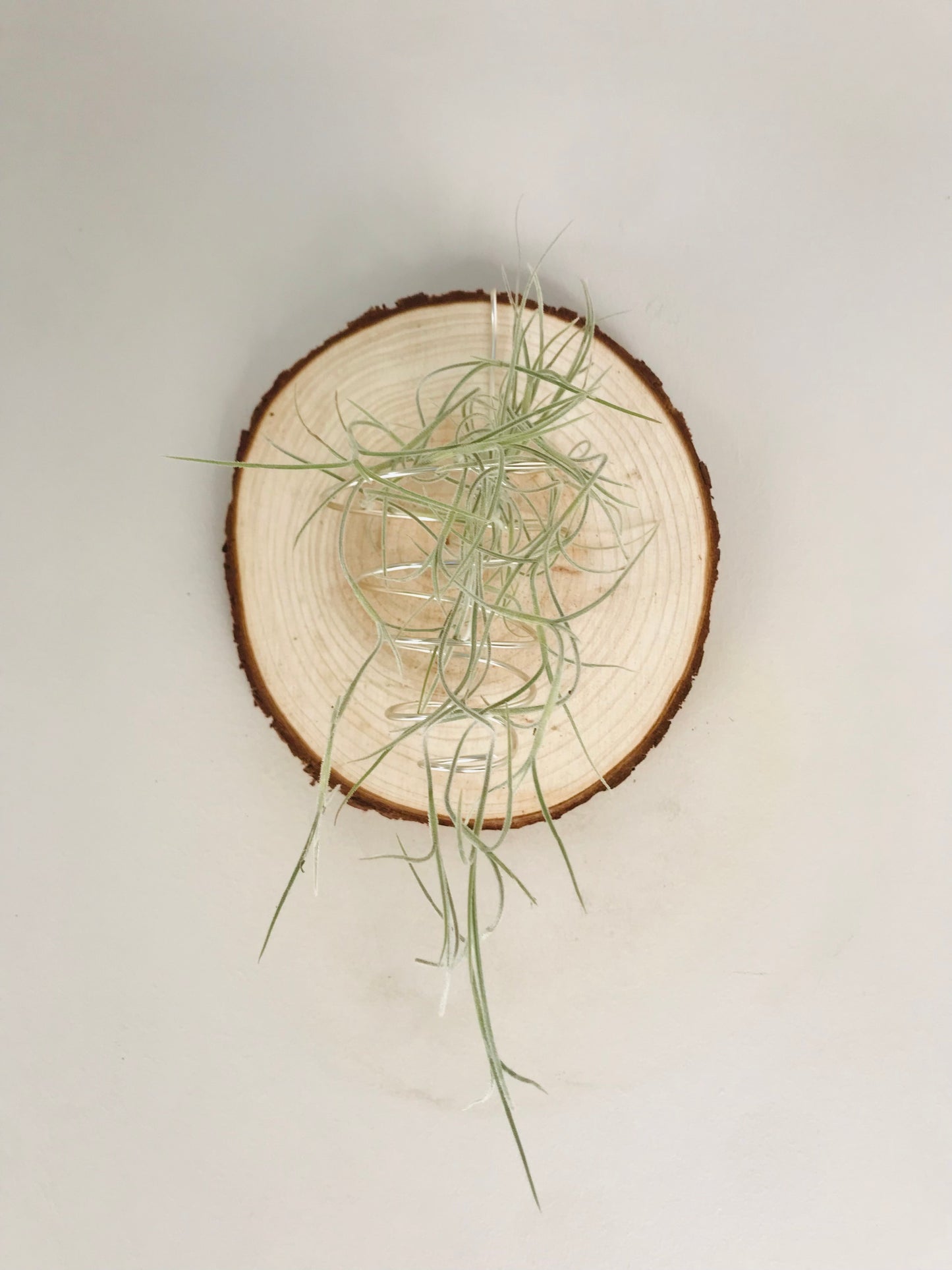 Tillandsia fille de l'air sur rond de bois mural