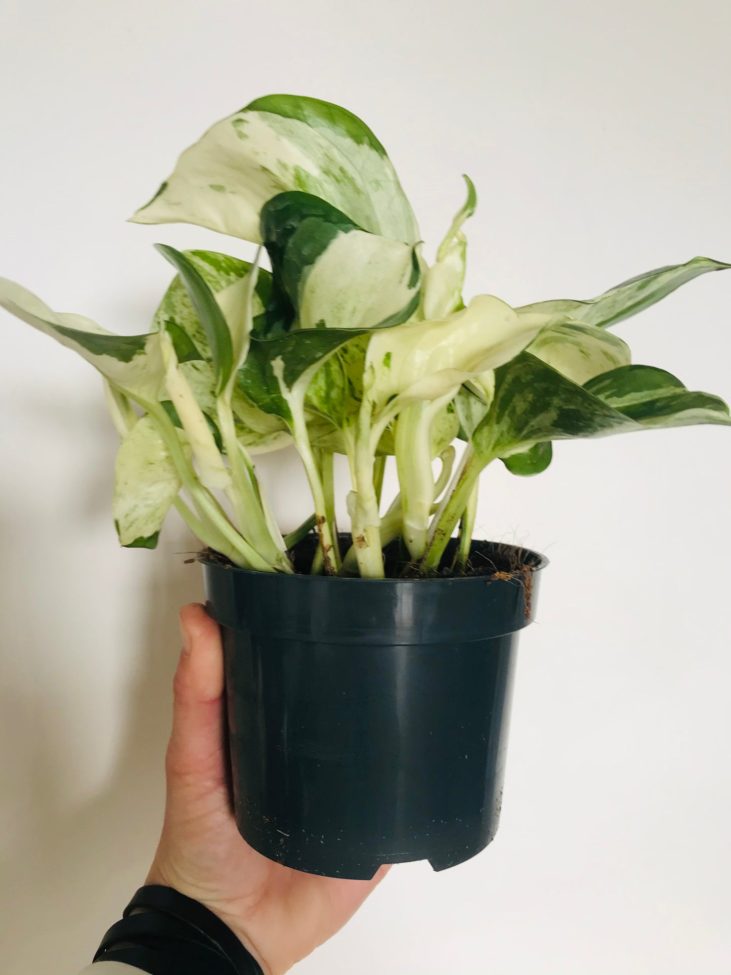 Epipremnum Pothos Manjula - Happy leaf