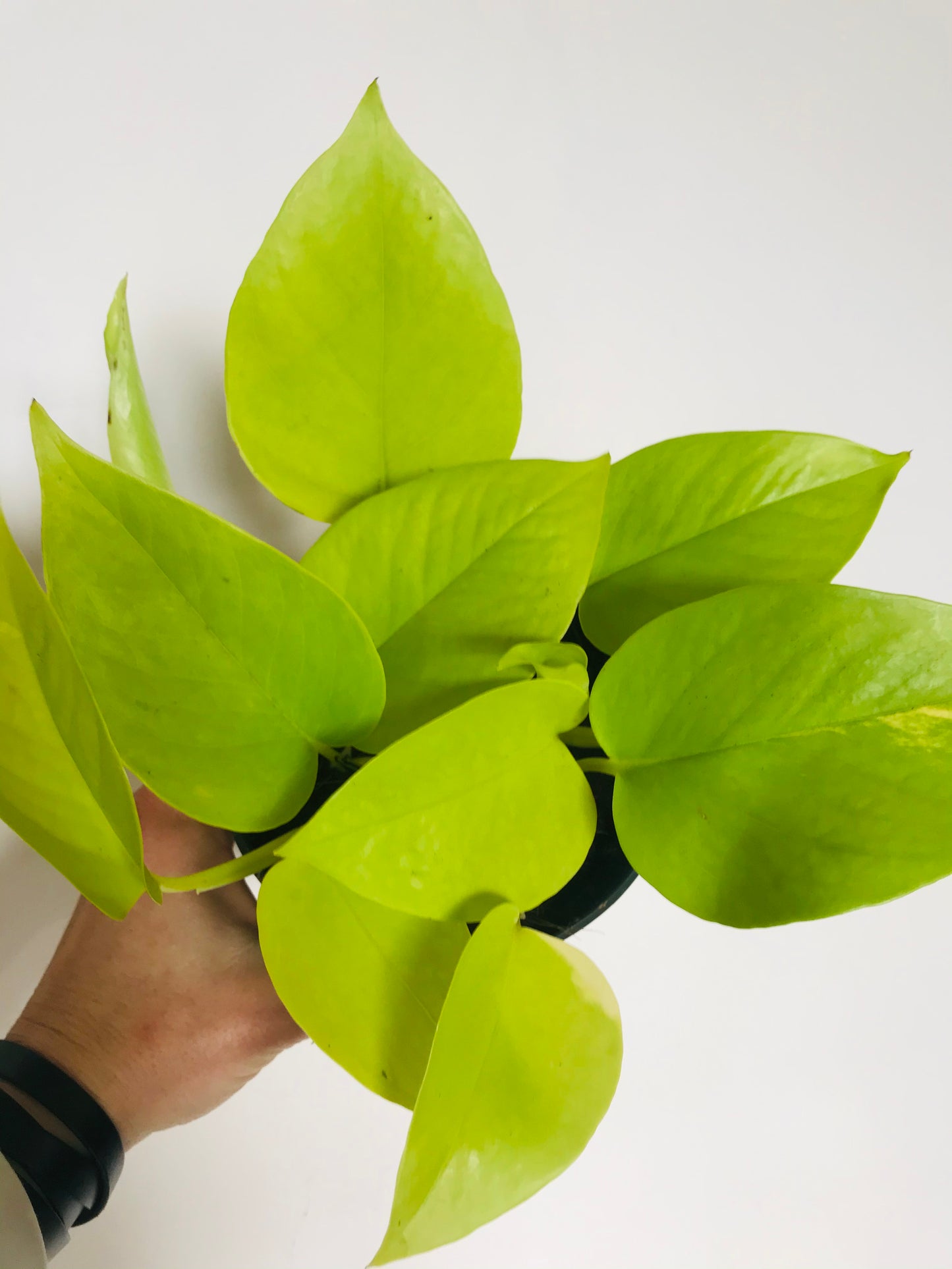 Epipremnum Pothos Neon - Golden pothos