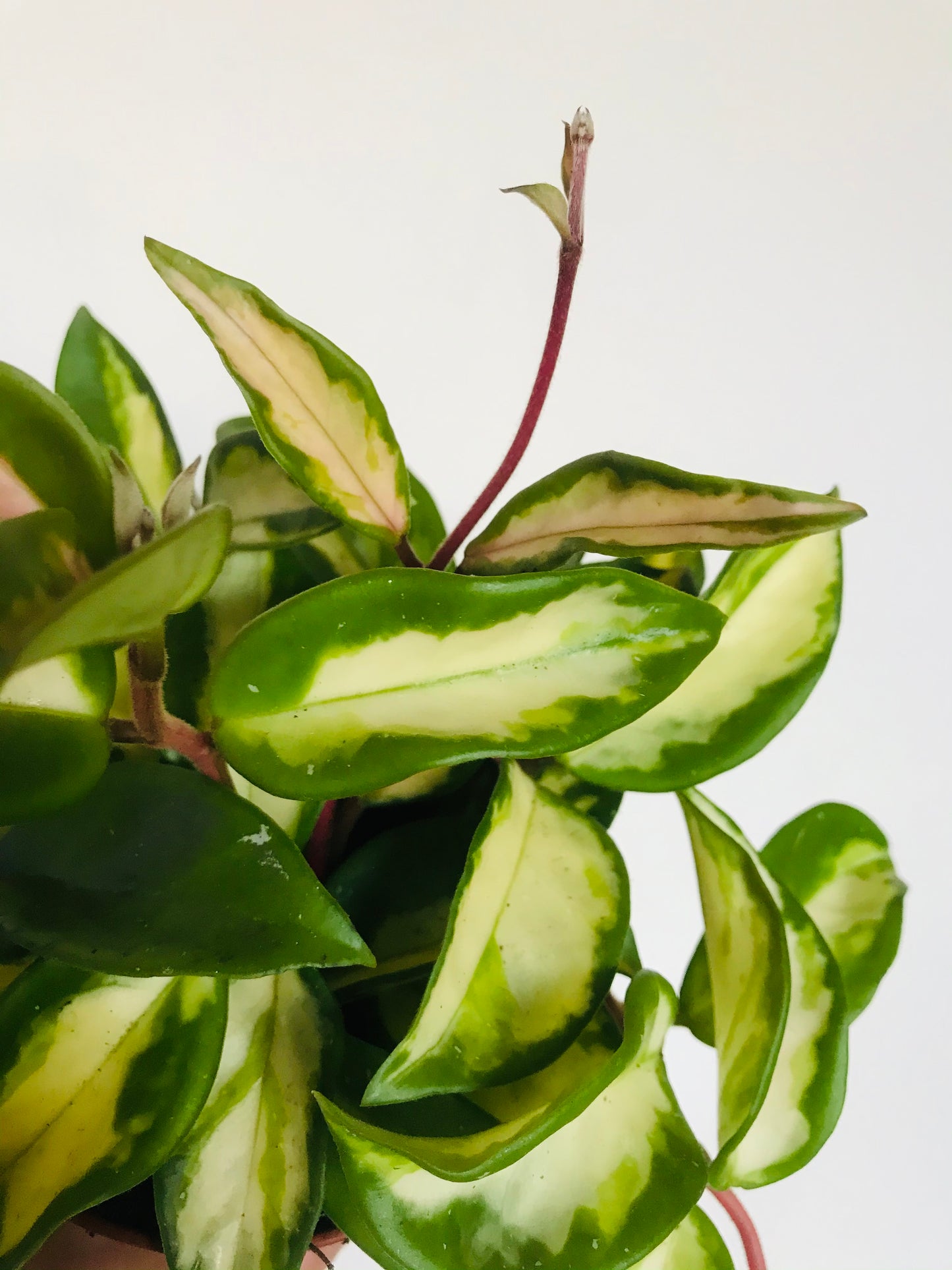 Hoya carnosa variegata tricolor Plante porcelaine