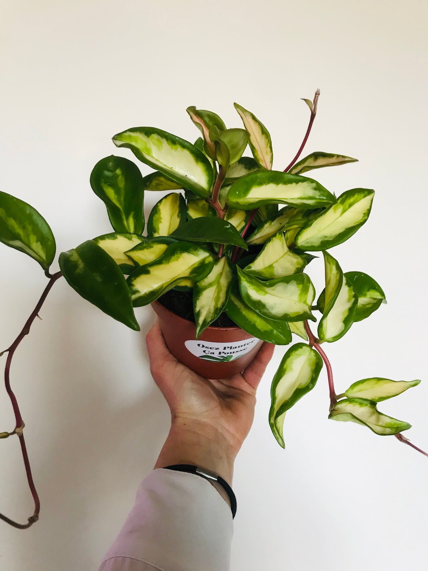 Hoya carnosa variegata tricolor Plante porcelaine
