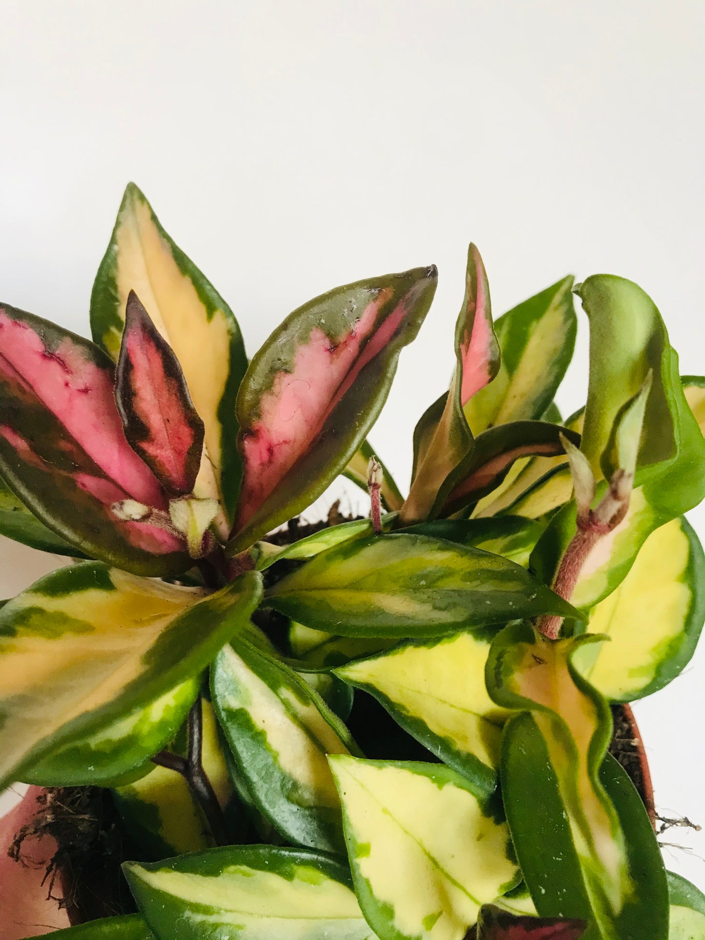Hoya carnosa variegata tricolor Plante porcelaine