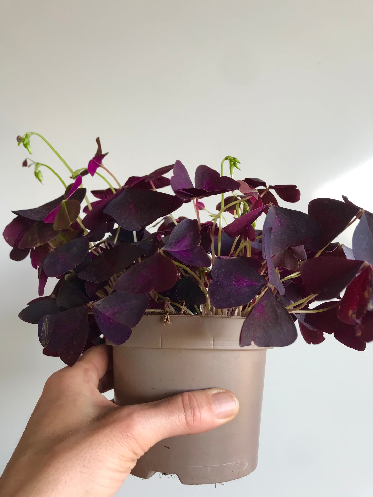 Oxalis violet