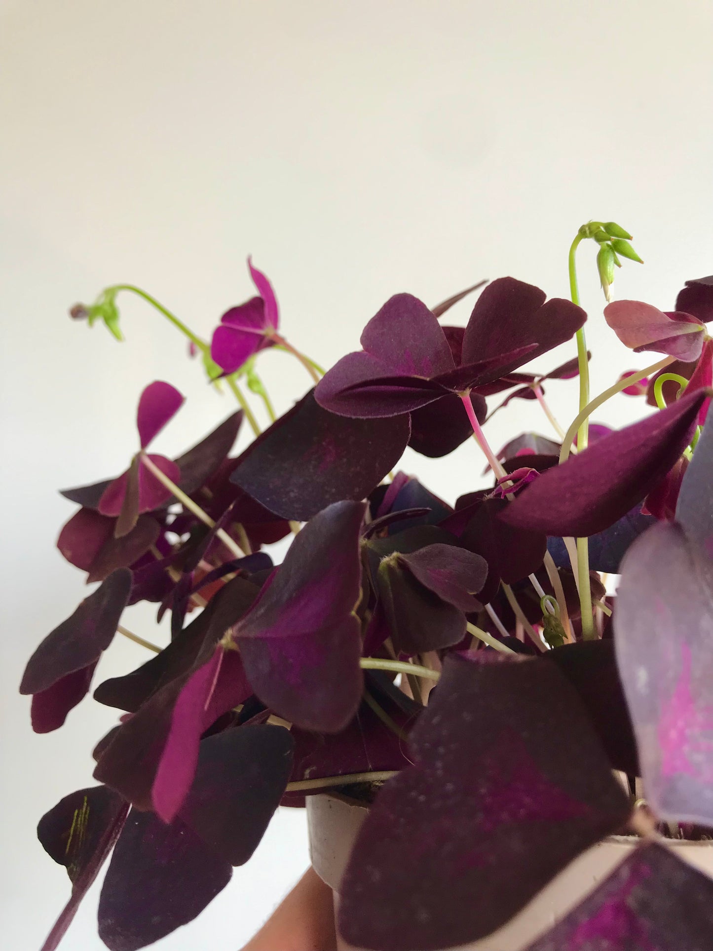 Oxalis violet