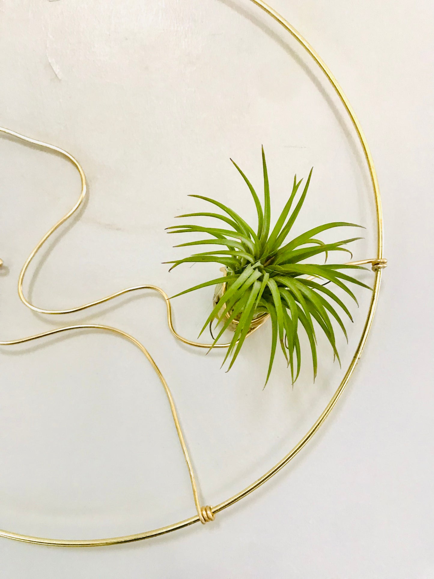 Couronne Tillandsia Visage Femme Profil