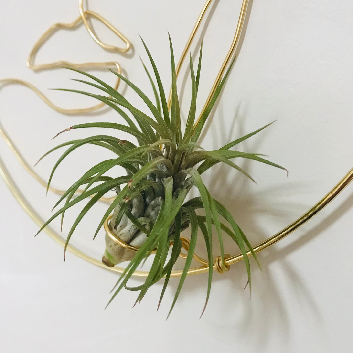 Couronne Tillandsia Visage Femme Face