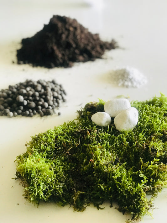 Kit Terrarium Tropical