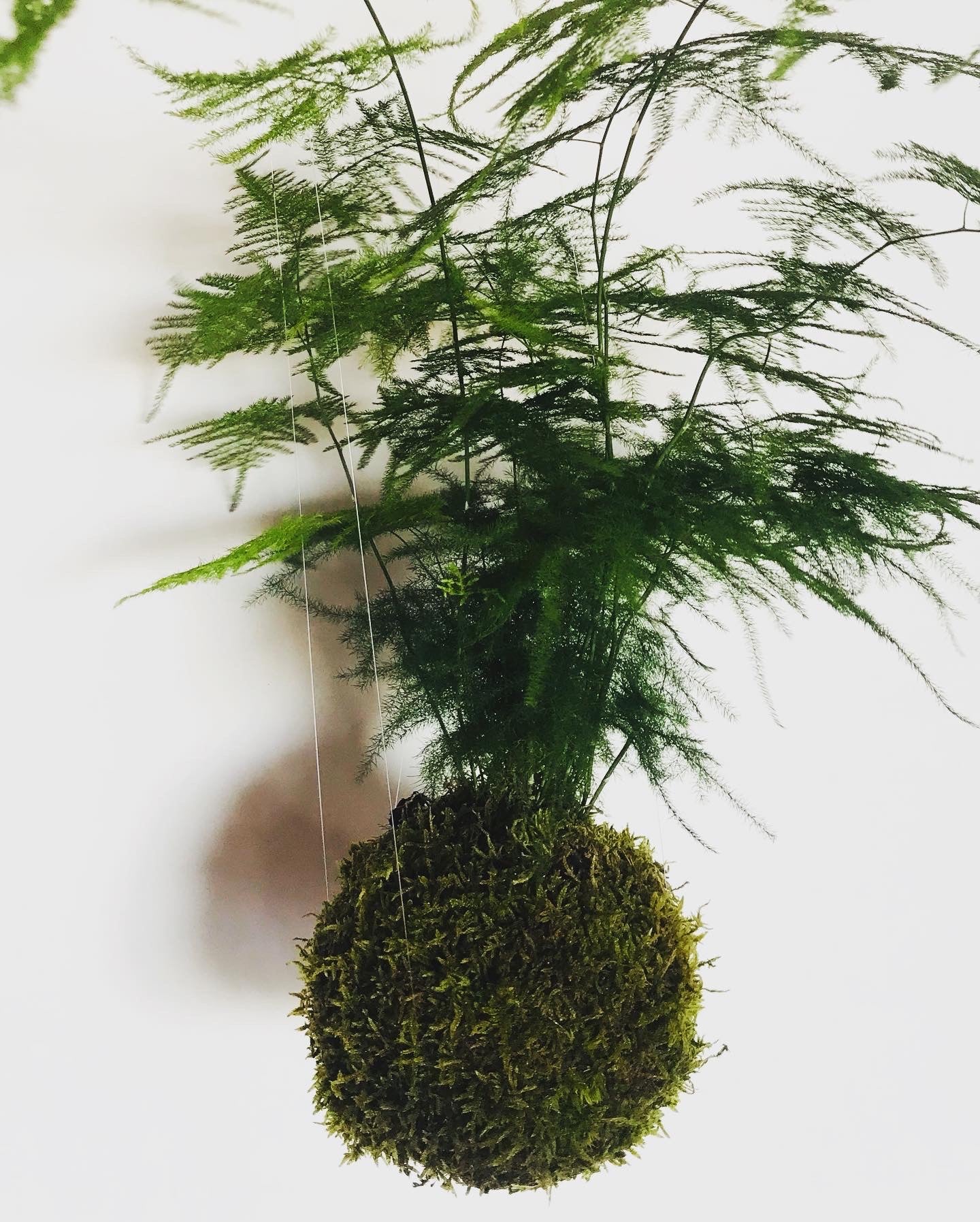 Box DIY Kokedama - Art vegetal japonais