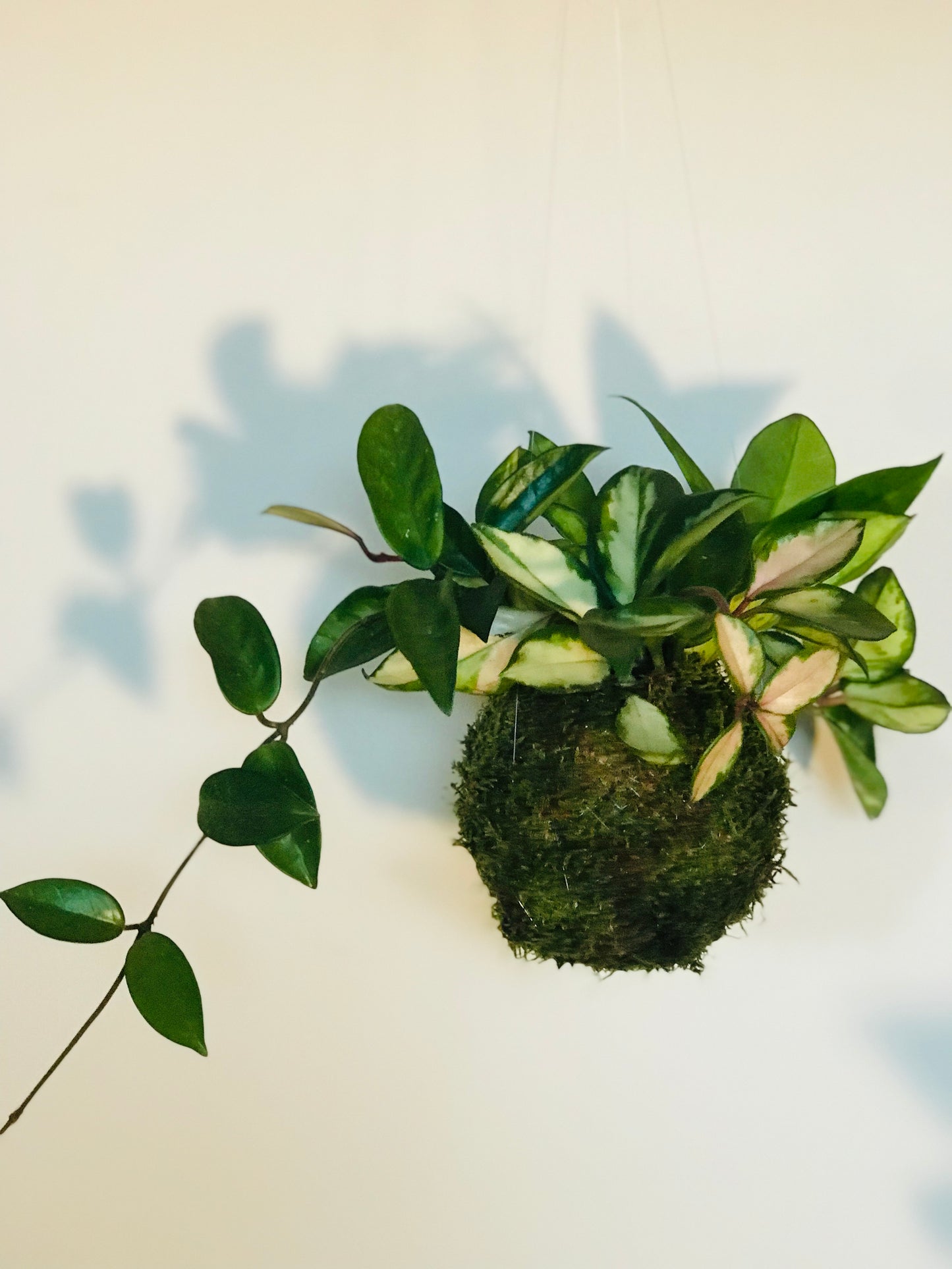 Kokedama Hoya carnosa - Art vegetal japonais