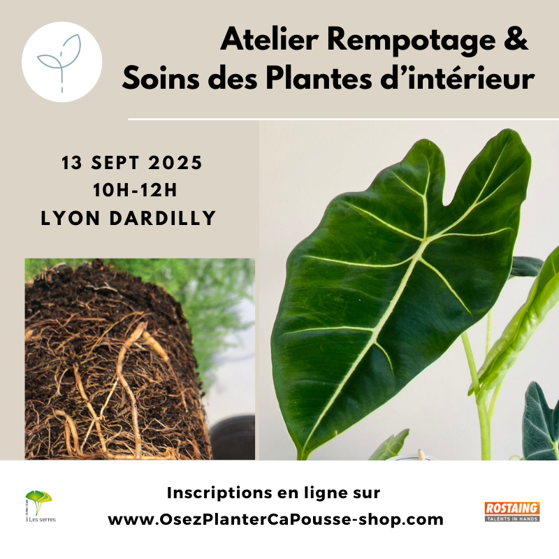 Atelier Rempotage et Soins des Plantes d'interieur