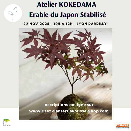 Atelier KOKEDAMA Erable du Japon Stabilise