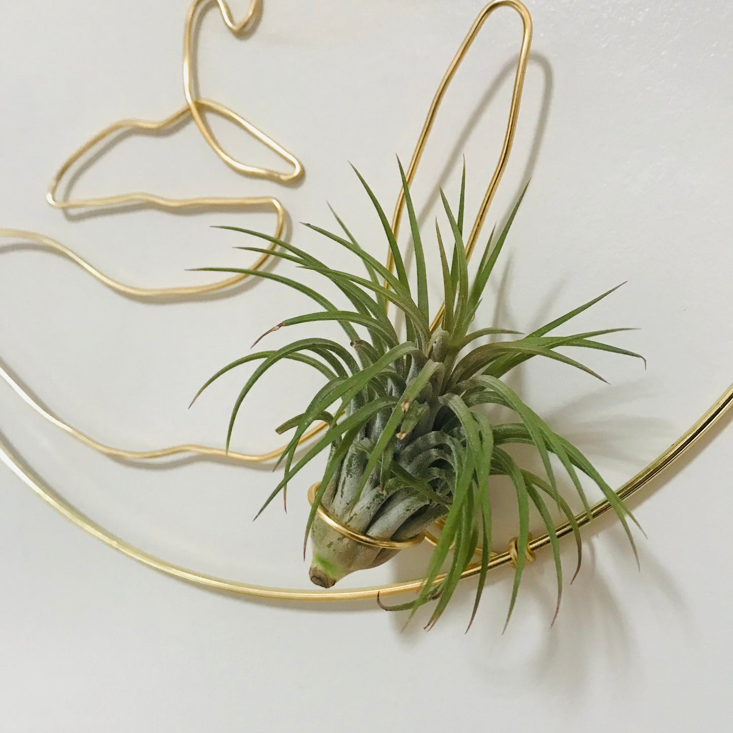 Couronne Tillandsia Visage Femme Face