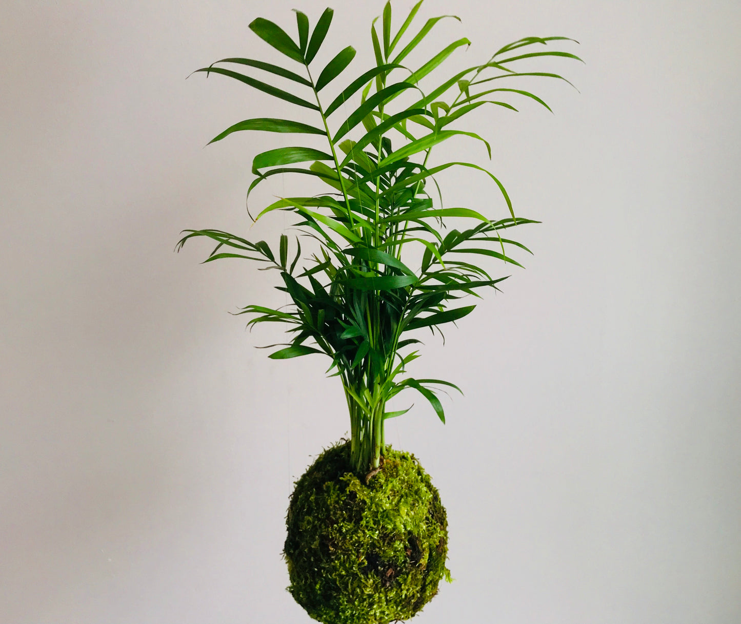 Kokedama Palmier Chamaedorea - Art vegetal japonais
