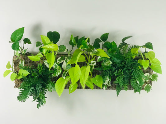 Mur vegetal interieur L