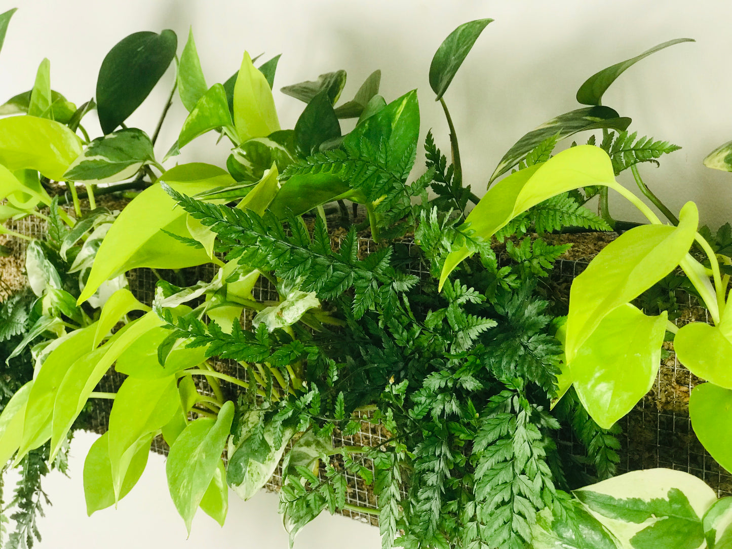 Mur Vegetal d'Interieur