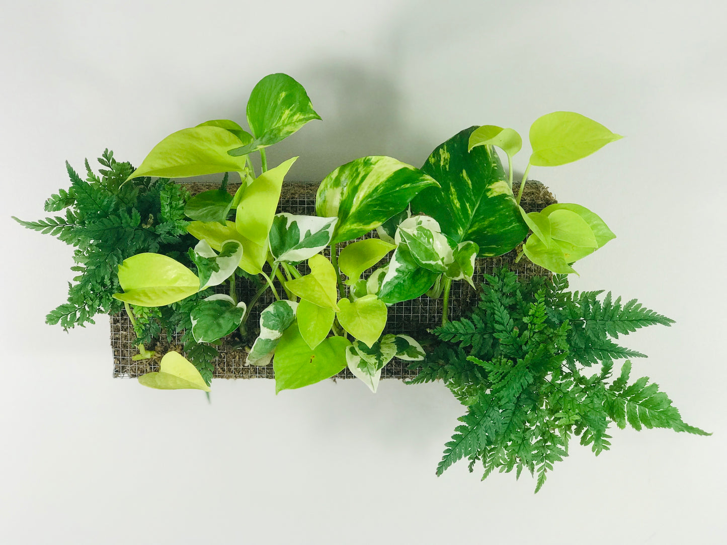 Mur vegetal interieur M