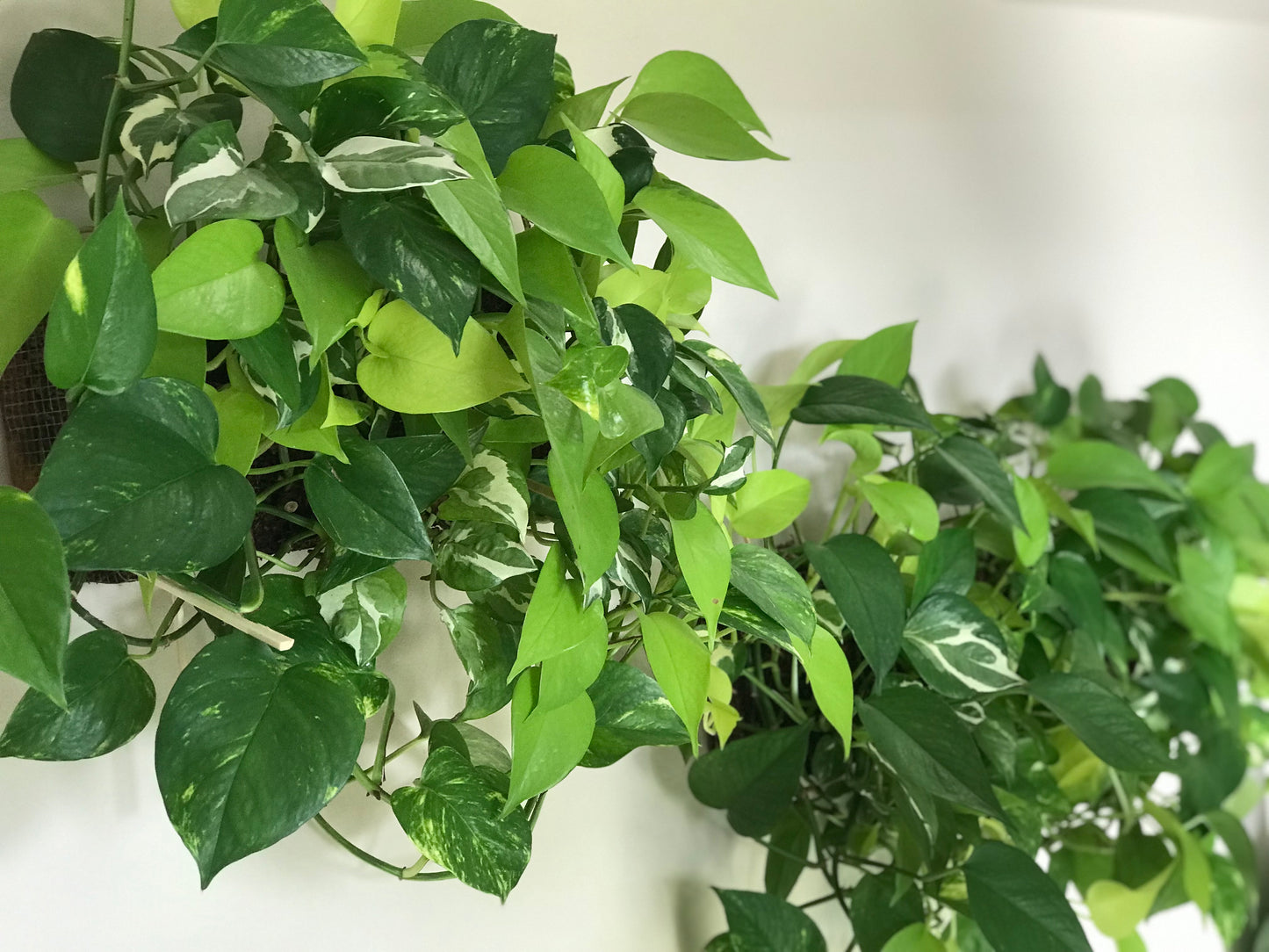 Mur Vegetal d'Interieur