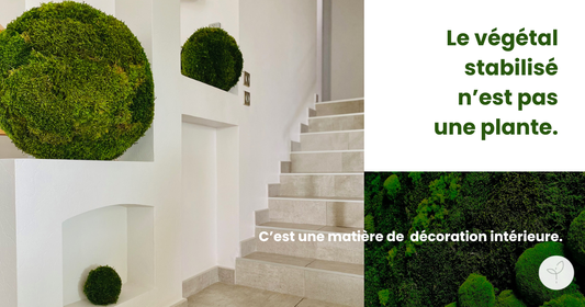 Décoration végétale stabilisée dans une entrée contemporaine avec sphères de mousse stabilisée et « Le végétal stabilisé n'est pas une plante. C'est une matière de décoration intérieure. »