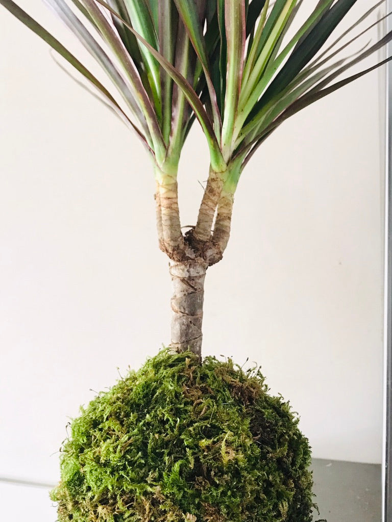 Kokedama Dracaena - Art vegetal japonais