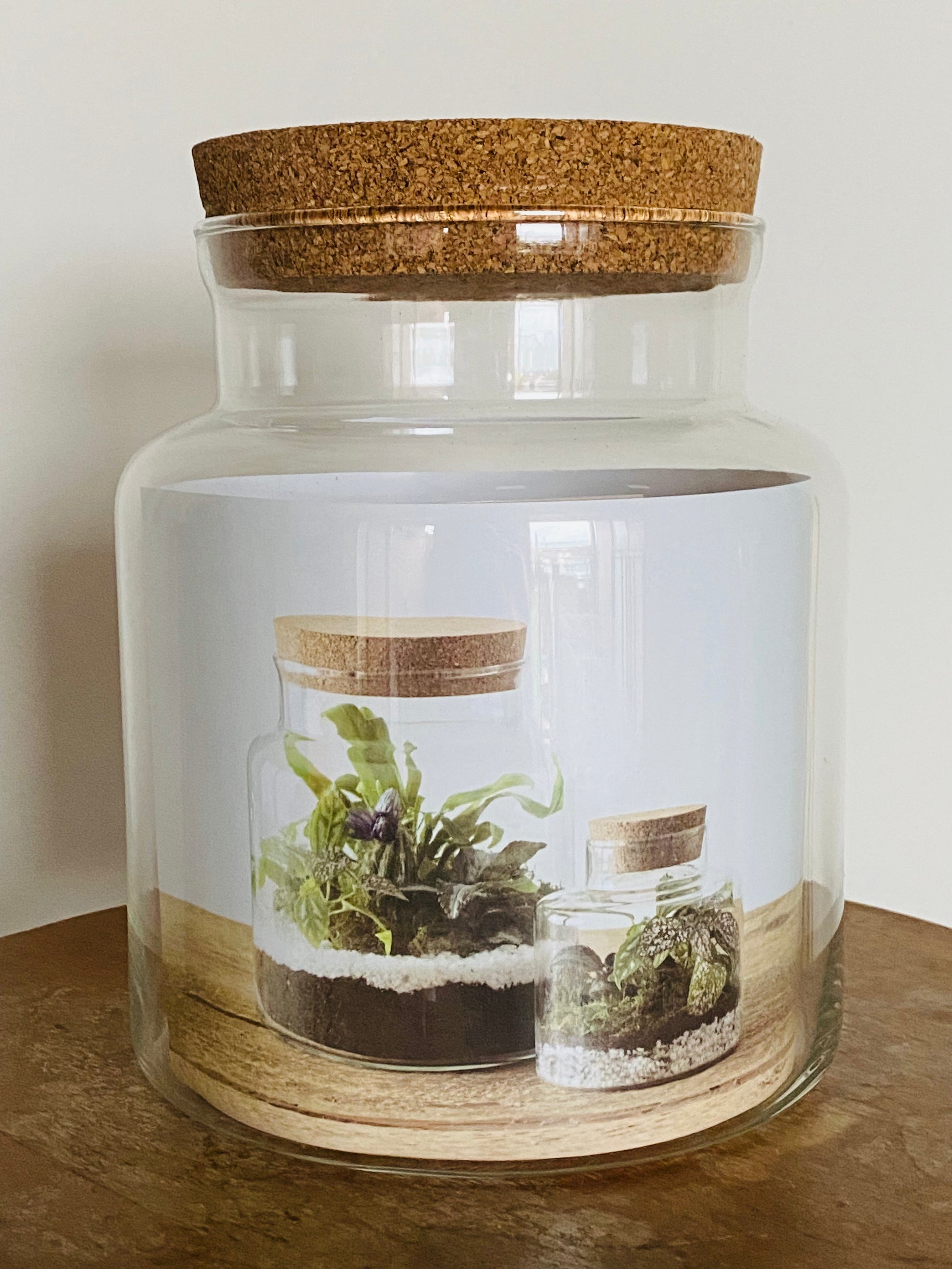 Bocal terrarium en verre bouchon liège, kit DIY paysage végétal miniature, vue d'ensemble
