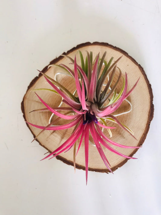 Tillandsia fille de l'air sur rond de bois etoile - ionantha