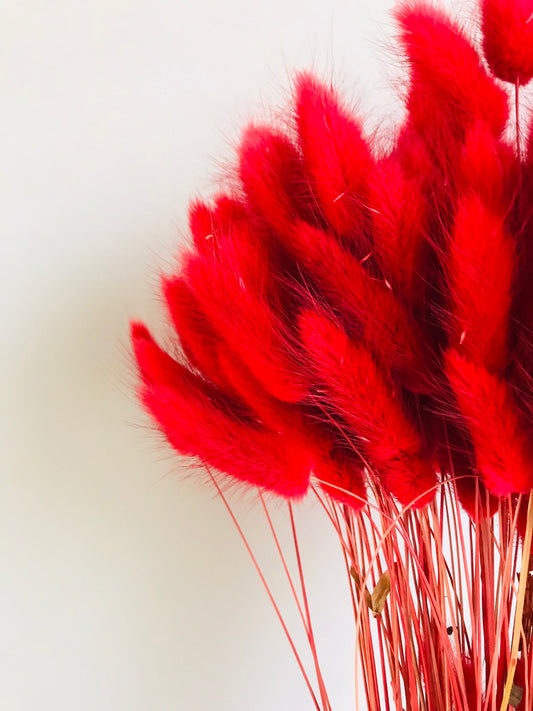 Laguirus rouge séché, détail têtes florales duveteuses, fleurs séchées naturelles 
