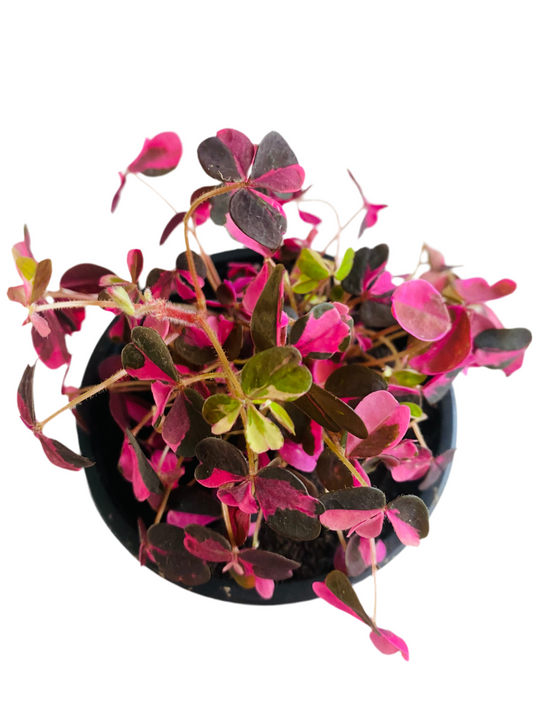 Oxalis Vucanicola crazy plum