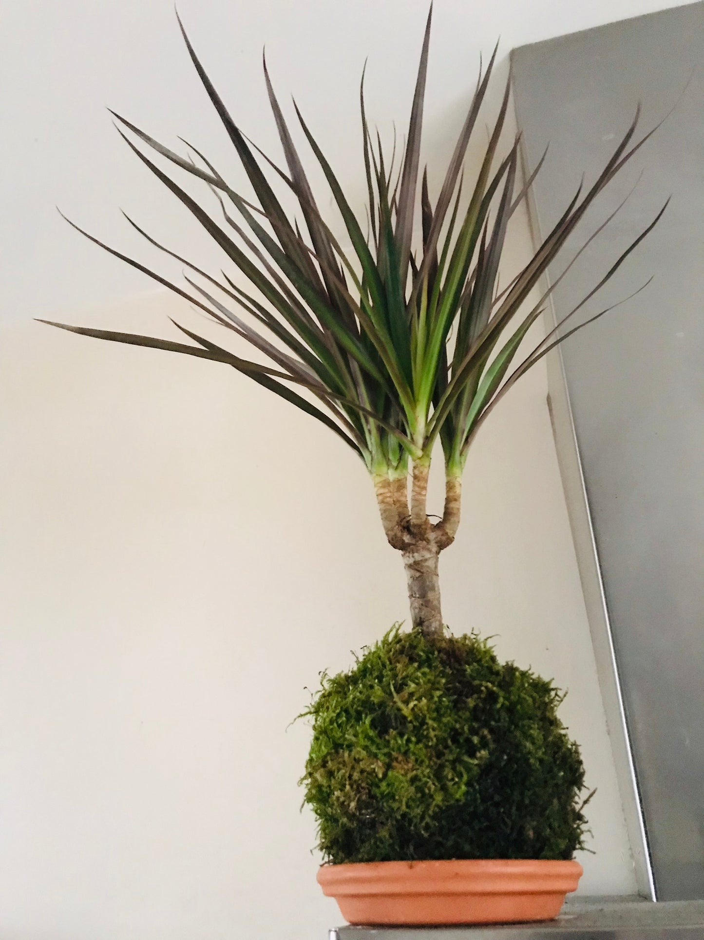 Kokedama Dracaena - Art vegetal japonais