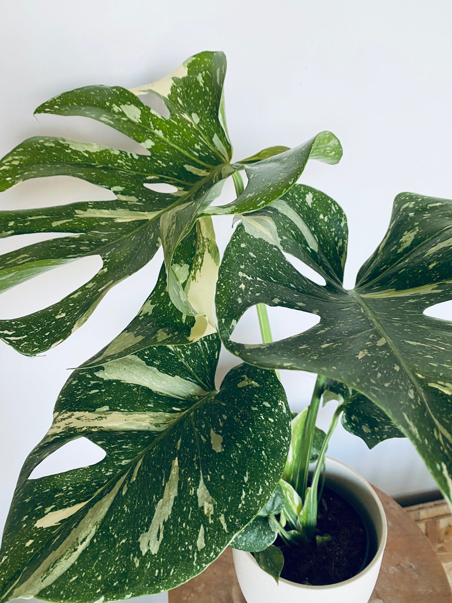 Monstera Deliciosa Variegata – Plante Rare Panachée 50cm