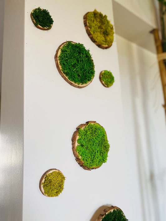 Rond de bois végétal, vue d'ensemble, mousse et lichens stabilisés coloris vert forest
