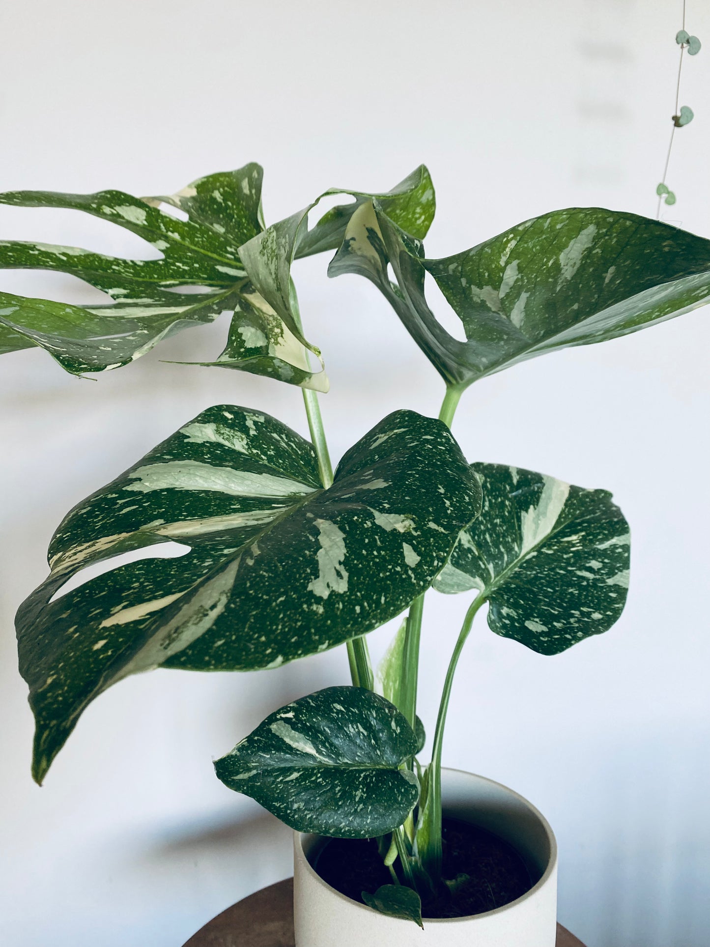 Monstera Deliciosa Variegata – Plante Rare Panachée 50cm
