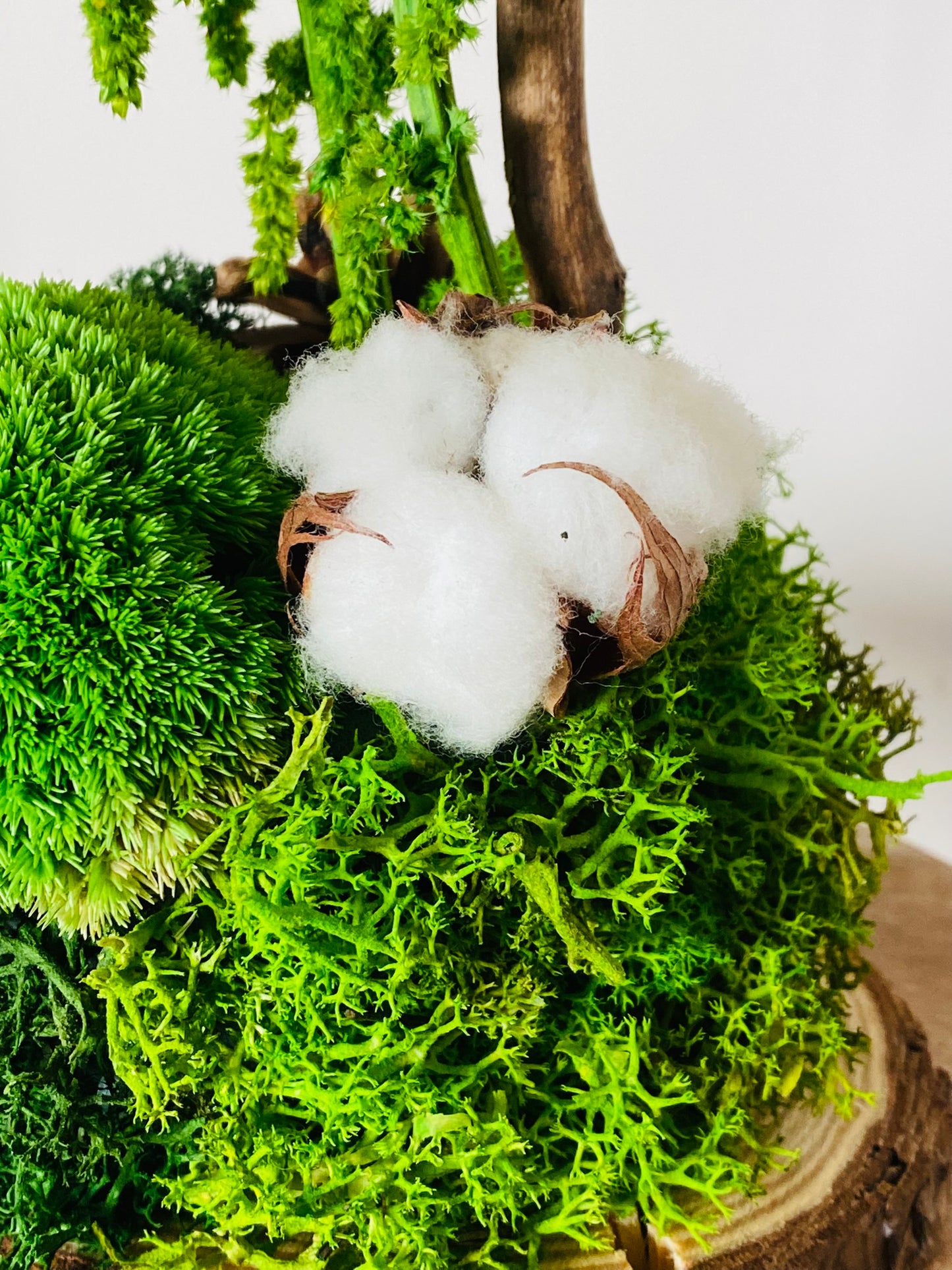 Green Wood, gros plan fleur de coton