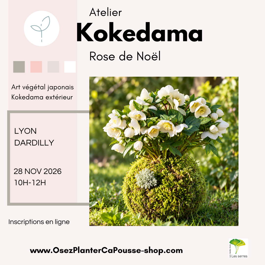 Atelier KOKEDAMA Rose de Noel