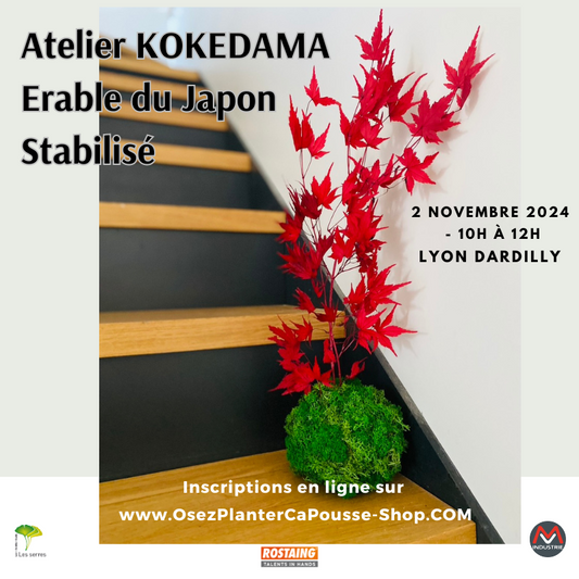 Atelier KOKEDAMA Erable du Japon Stabilise