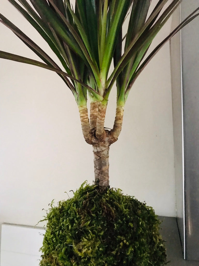 Kokedama Dracaena - Art vegetal japonais