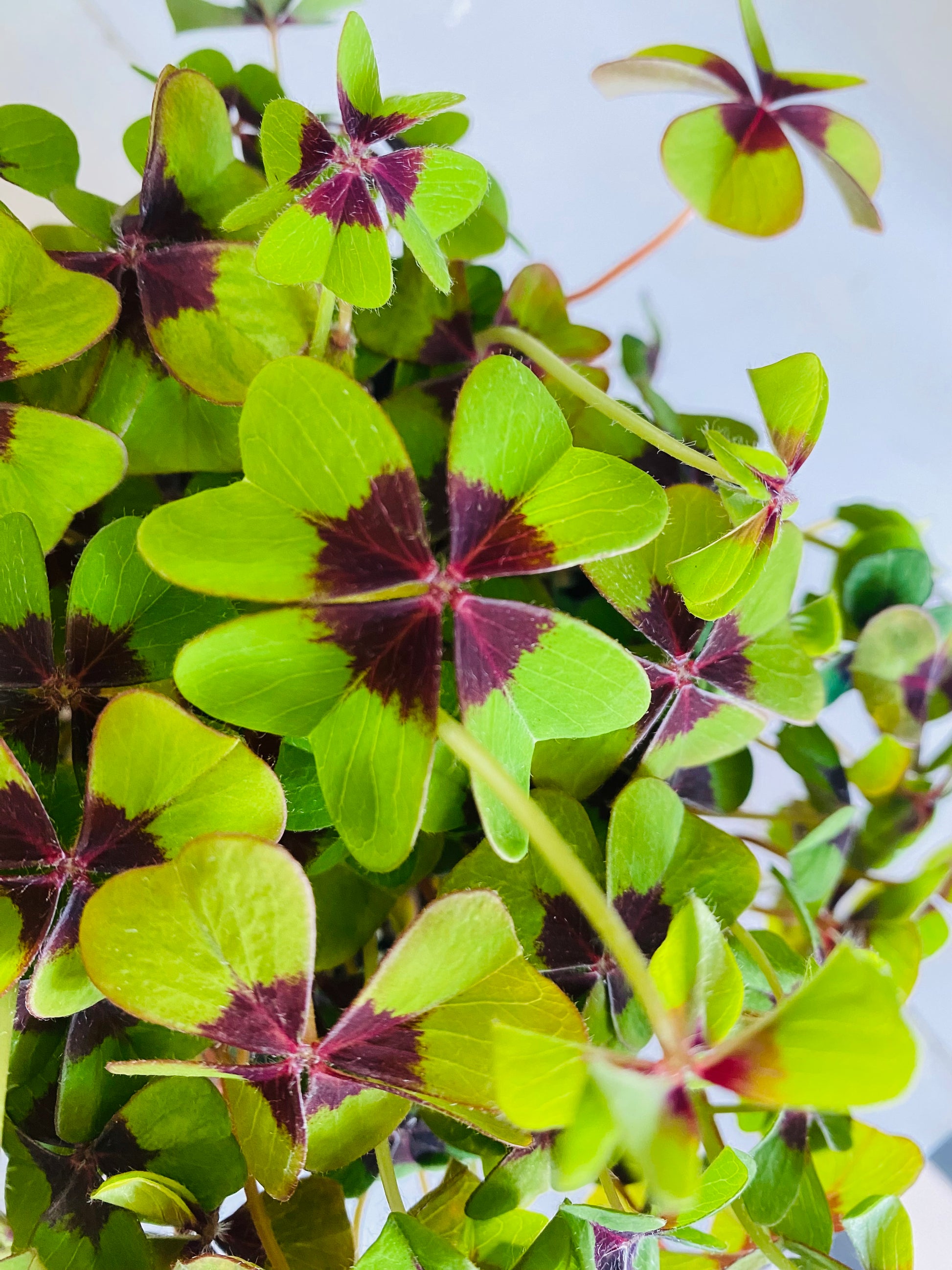 Lot 10 bulbes oxalis iron cross deppei trèfle 4 feuiles - Jardin & Plantes Lot 10 bulbes oxalis iron cross deppei trèfle 4 feuiles - Jardin & Plantes