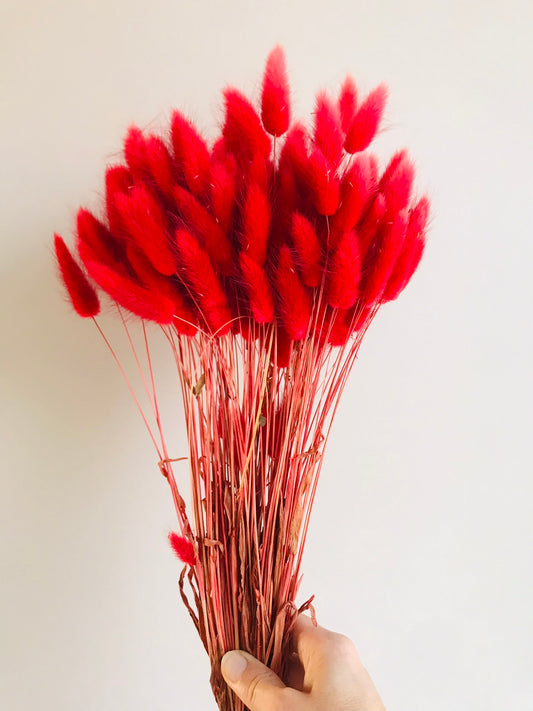 Fleurs sechees 100 Laguirus Rouge - Queue de lapin