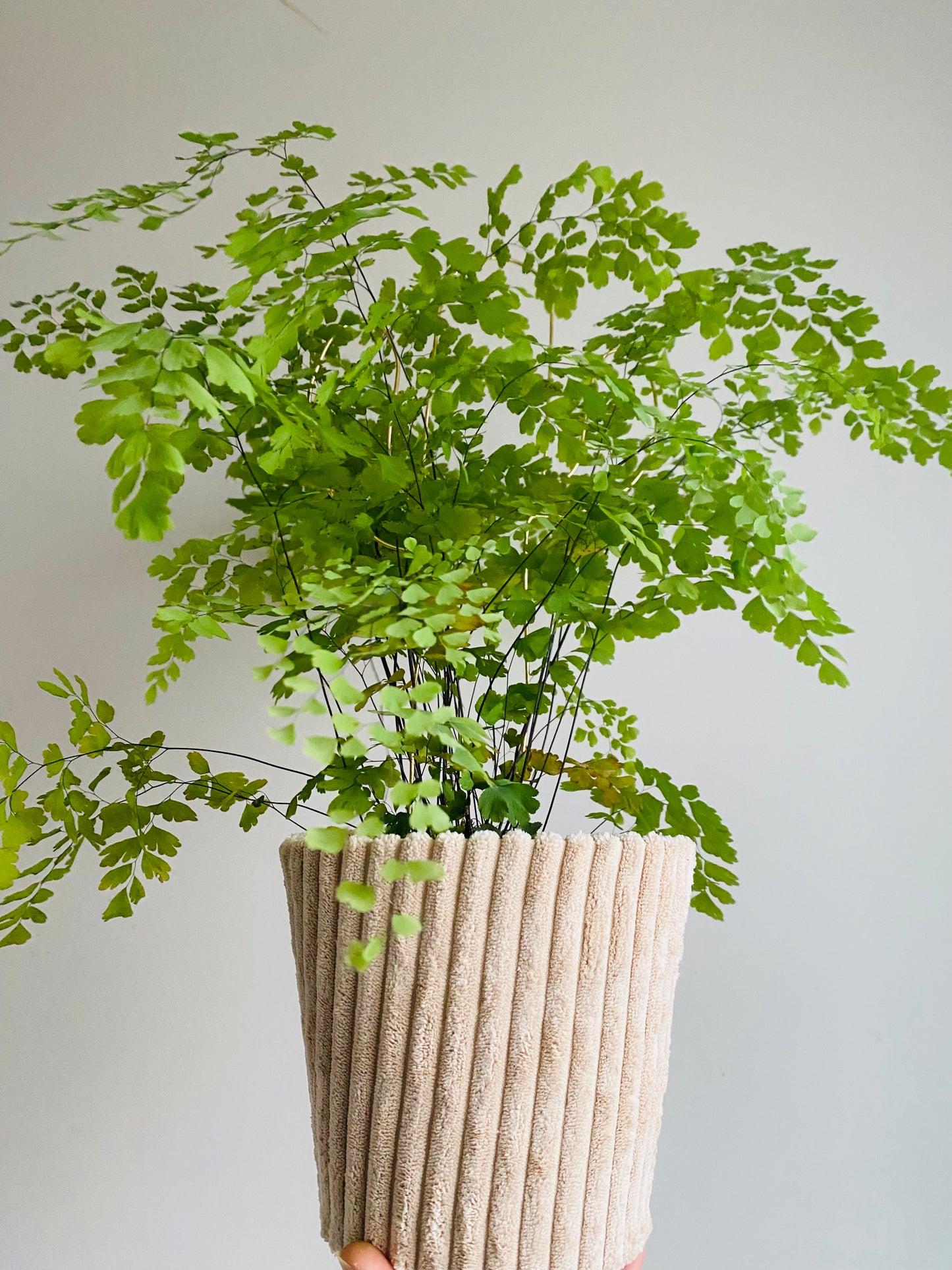 Cache-pot Velours Sable