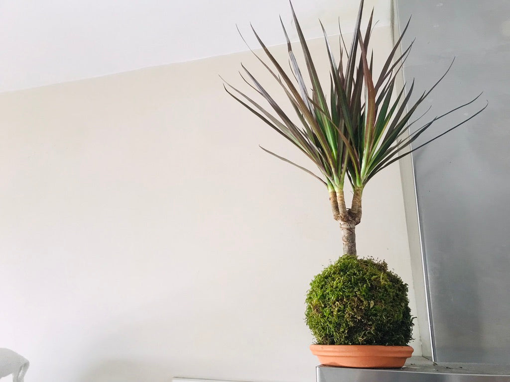 Kokedama Dracaena - Art vegetal japonais