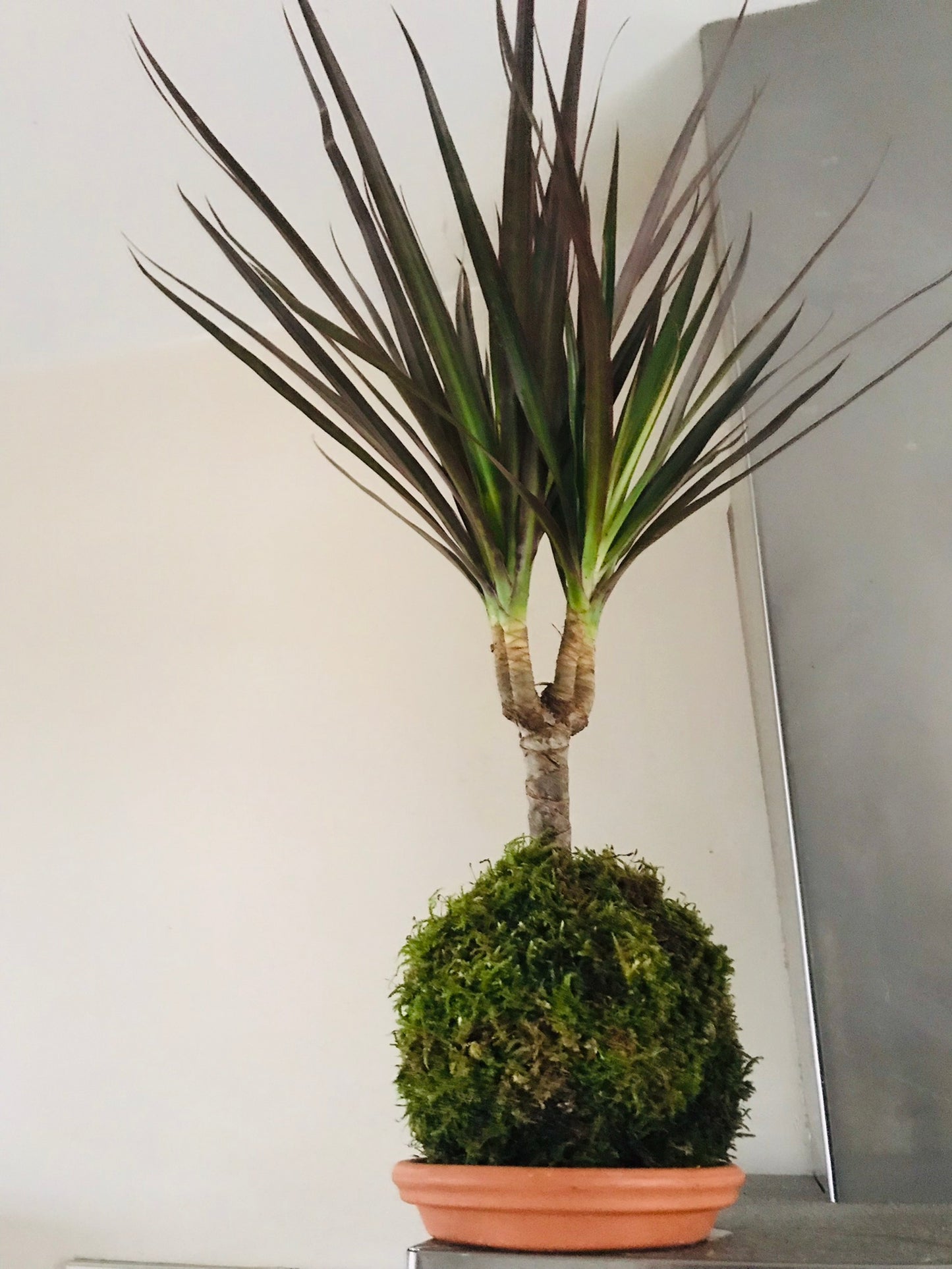 Kokedama Dracaena - Art vegetal japonais