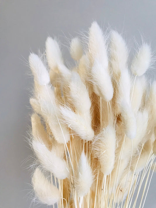 Laguirus blanc séché, détail têtes floales duveteuses, fleurs séchées naturelles 