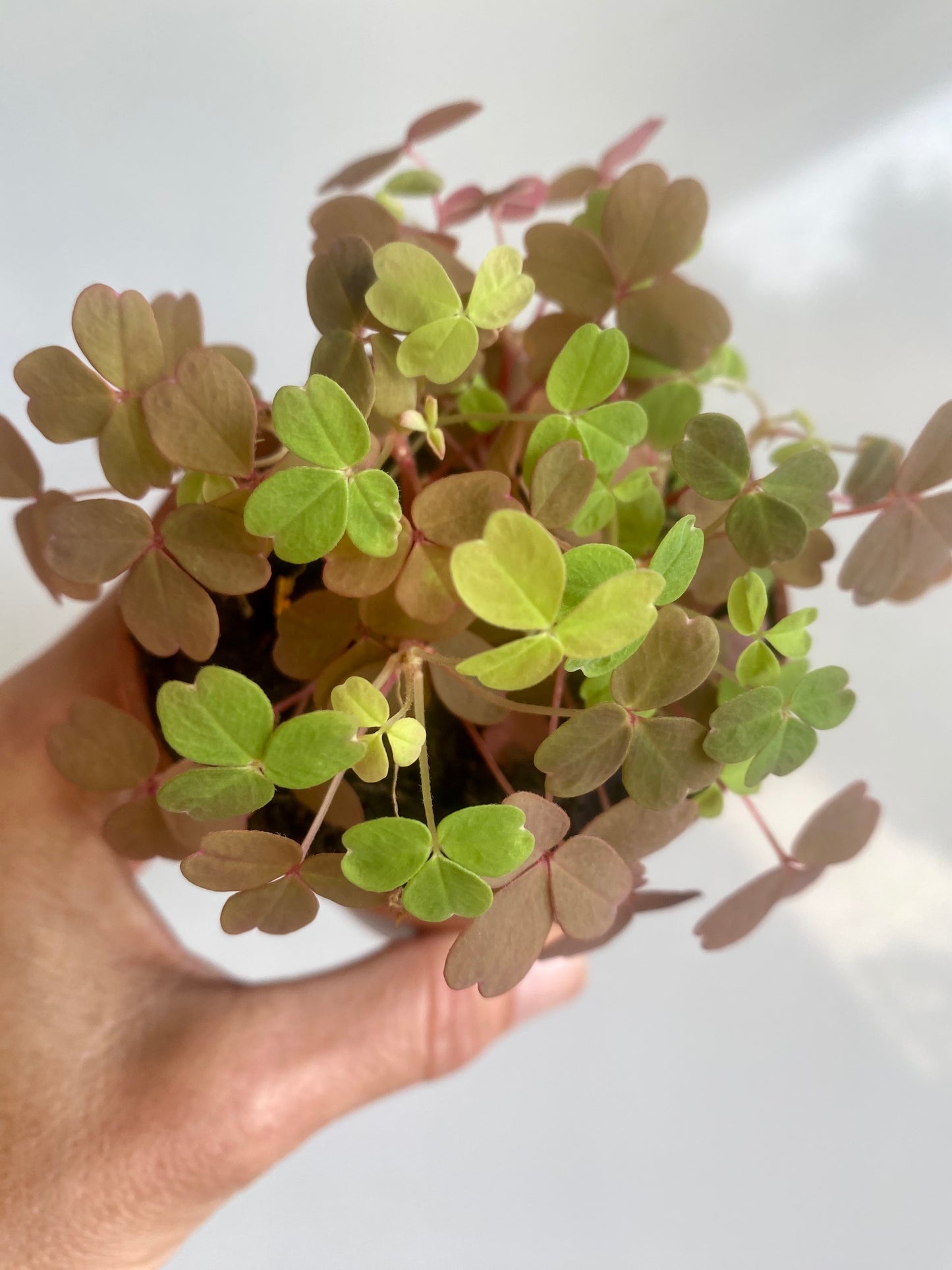 Oxalis Vucanicola