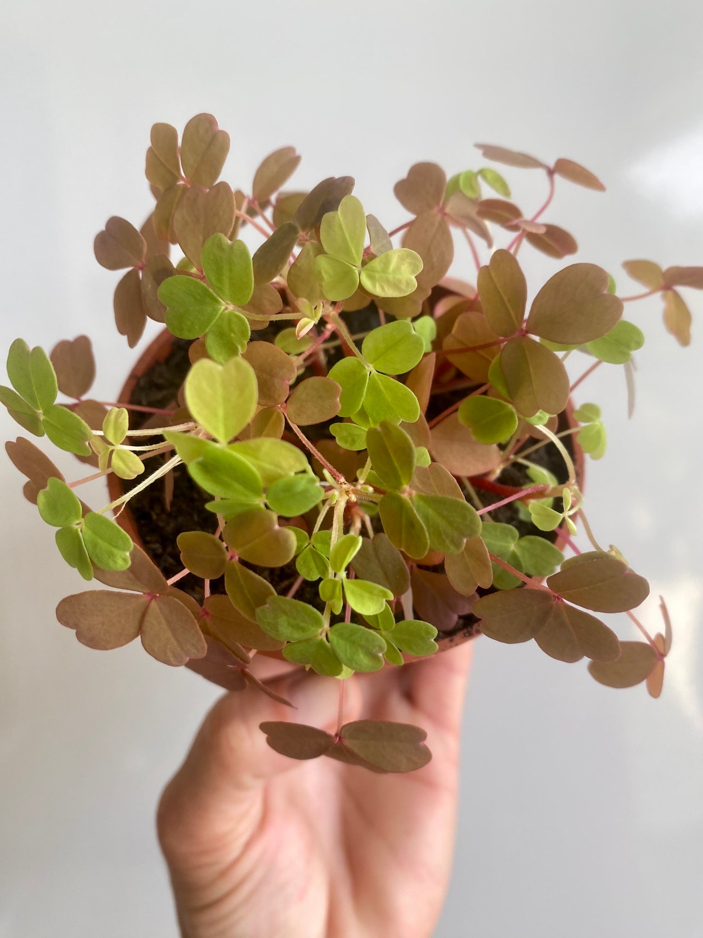 Oxalis Vucanicola