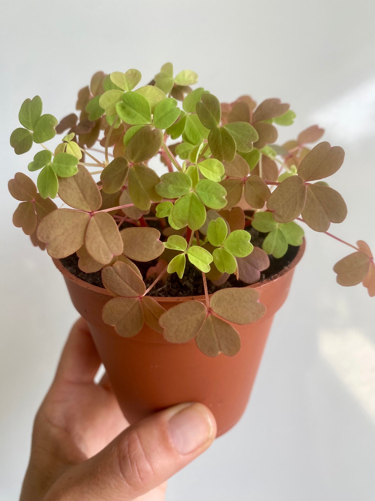 Oxalis Vucanicola