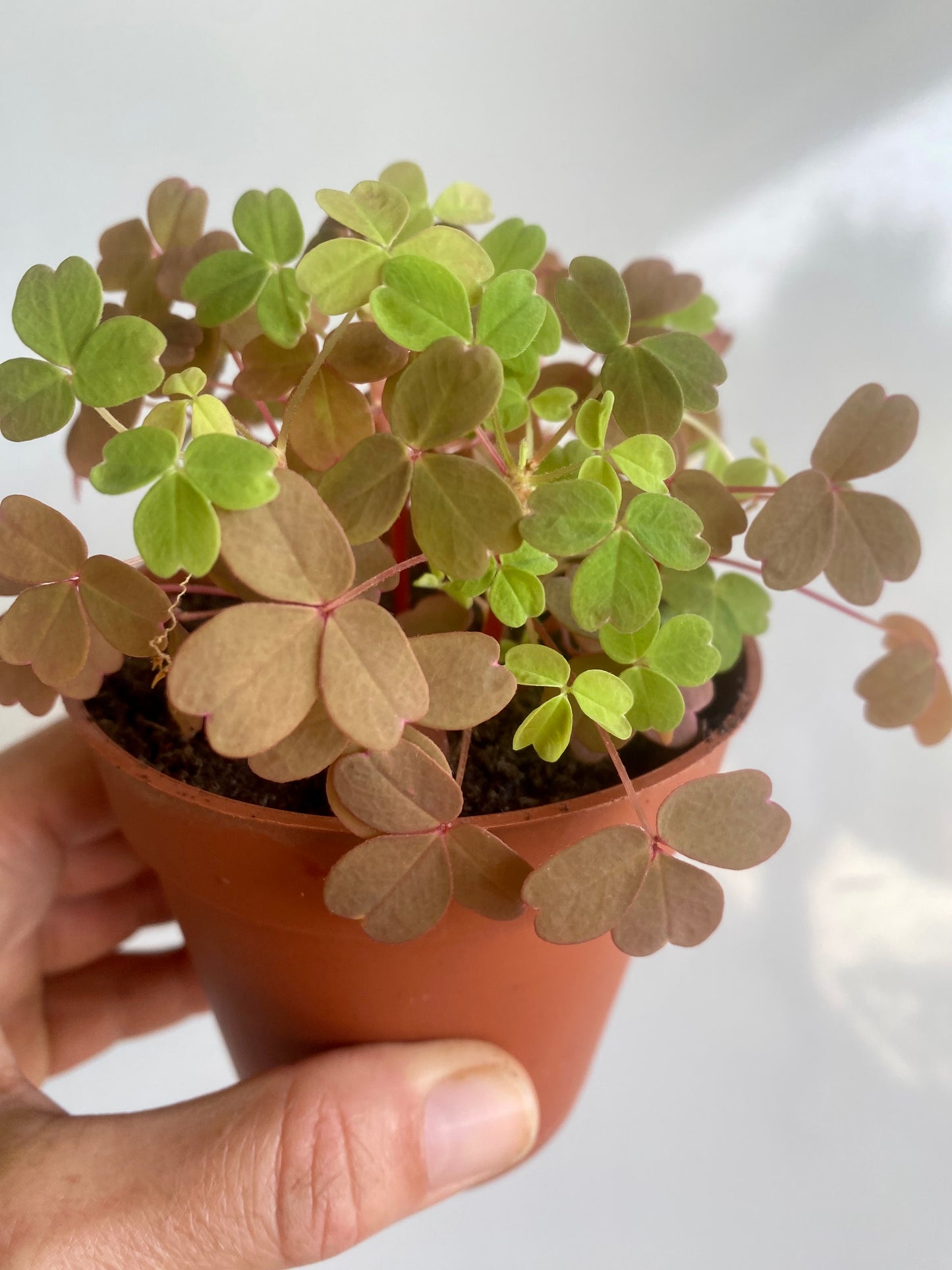 Oxalis Vucanicola