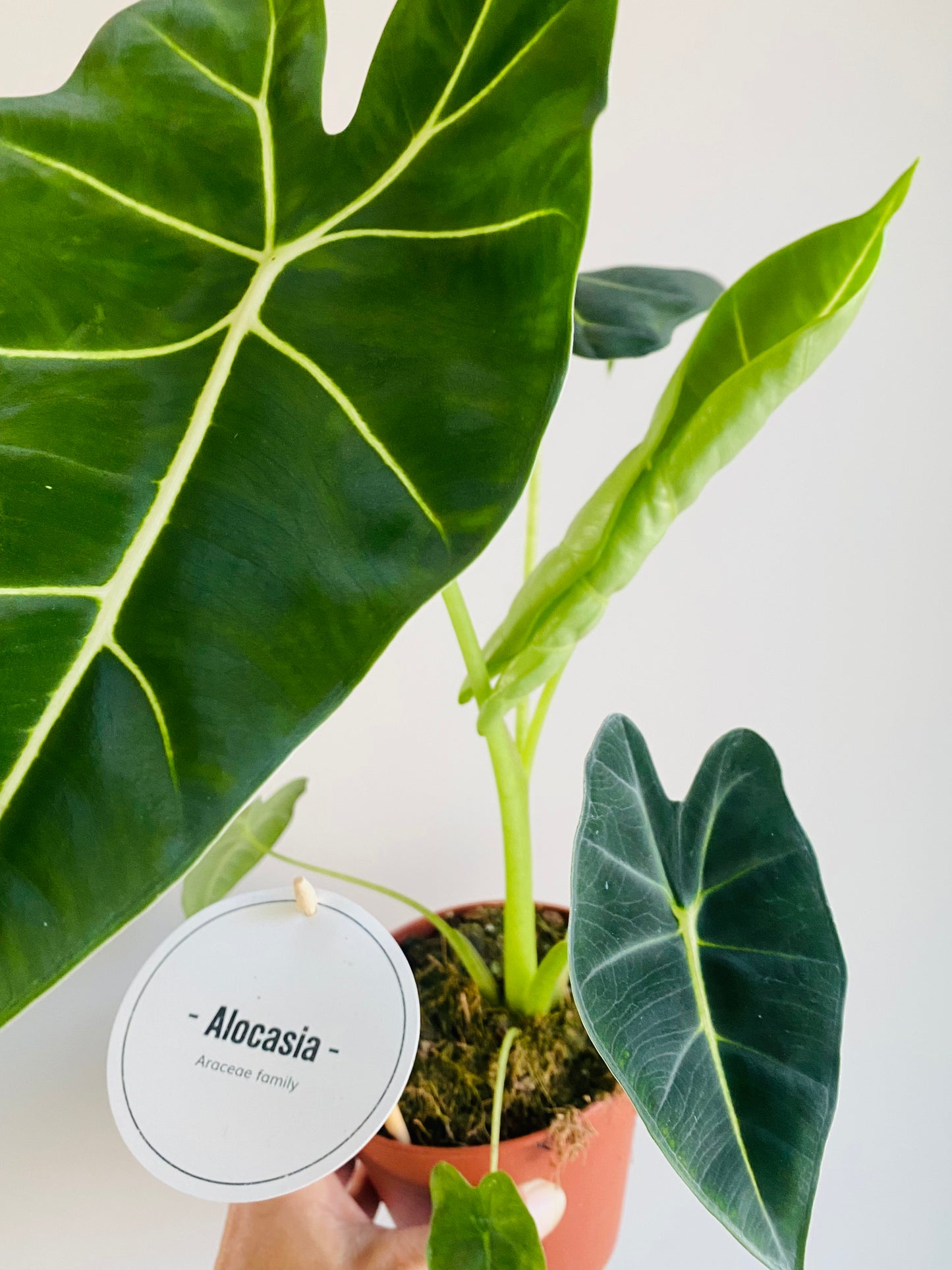 Alocasia Frydek 45cm