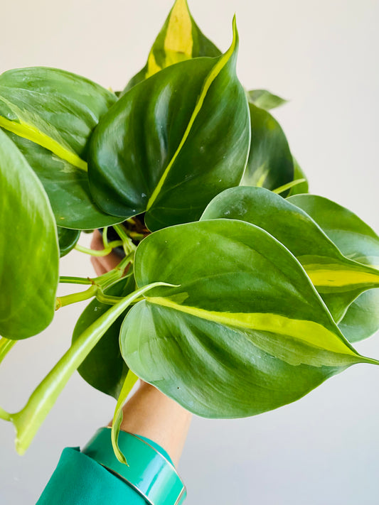 Philodendron scandens 'Brasil'