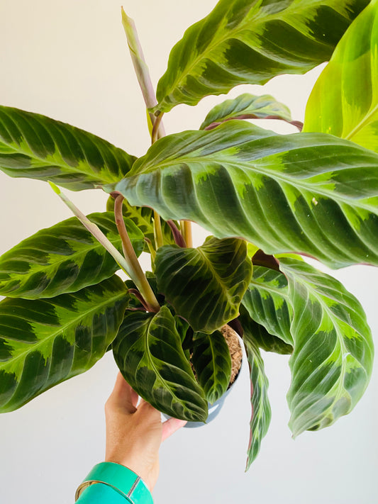 Calathea Warscewiczii 60cm